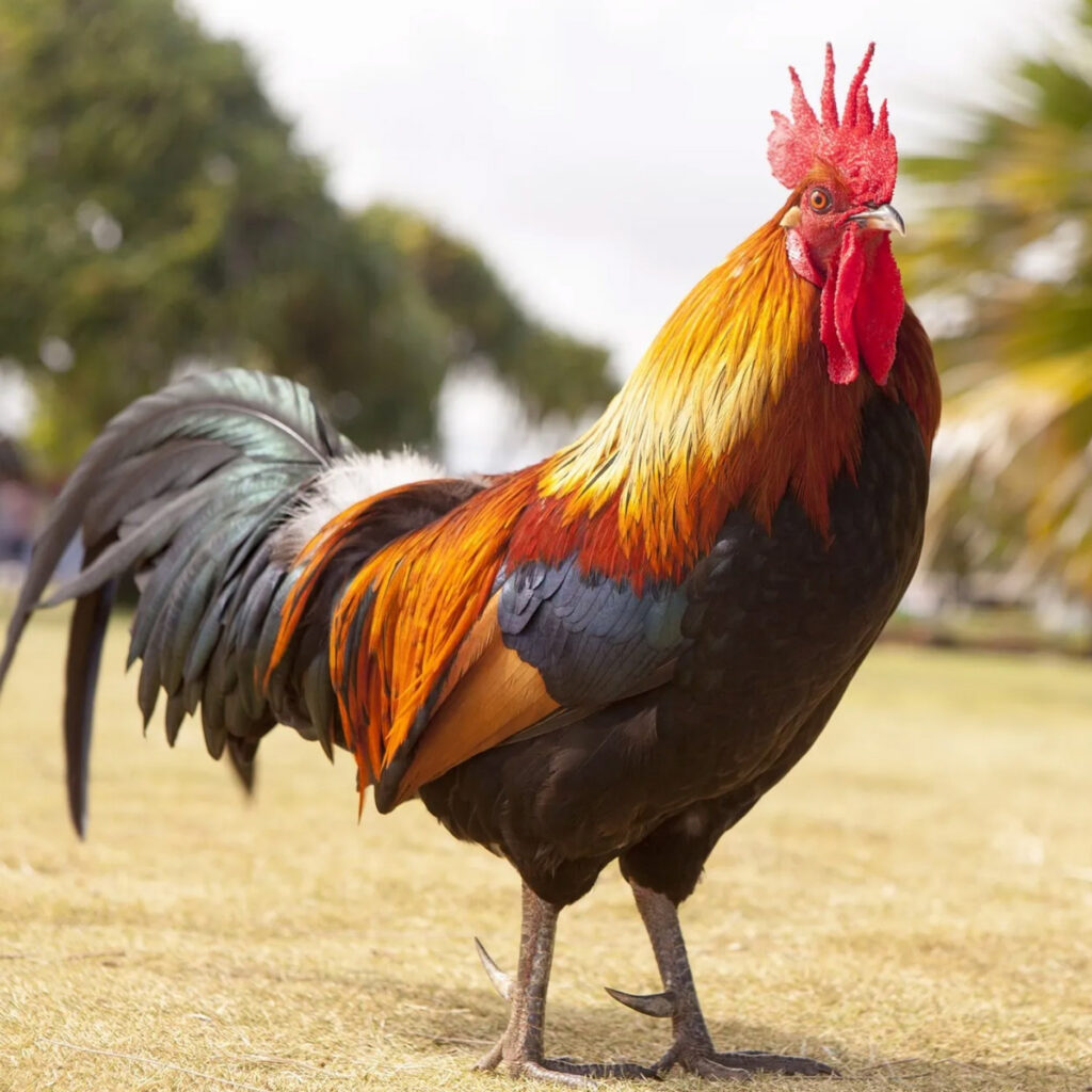 chicken 65 masala 20250715 122818 0000