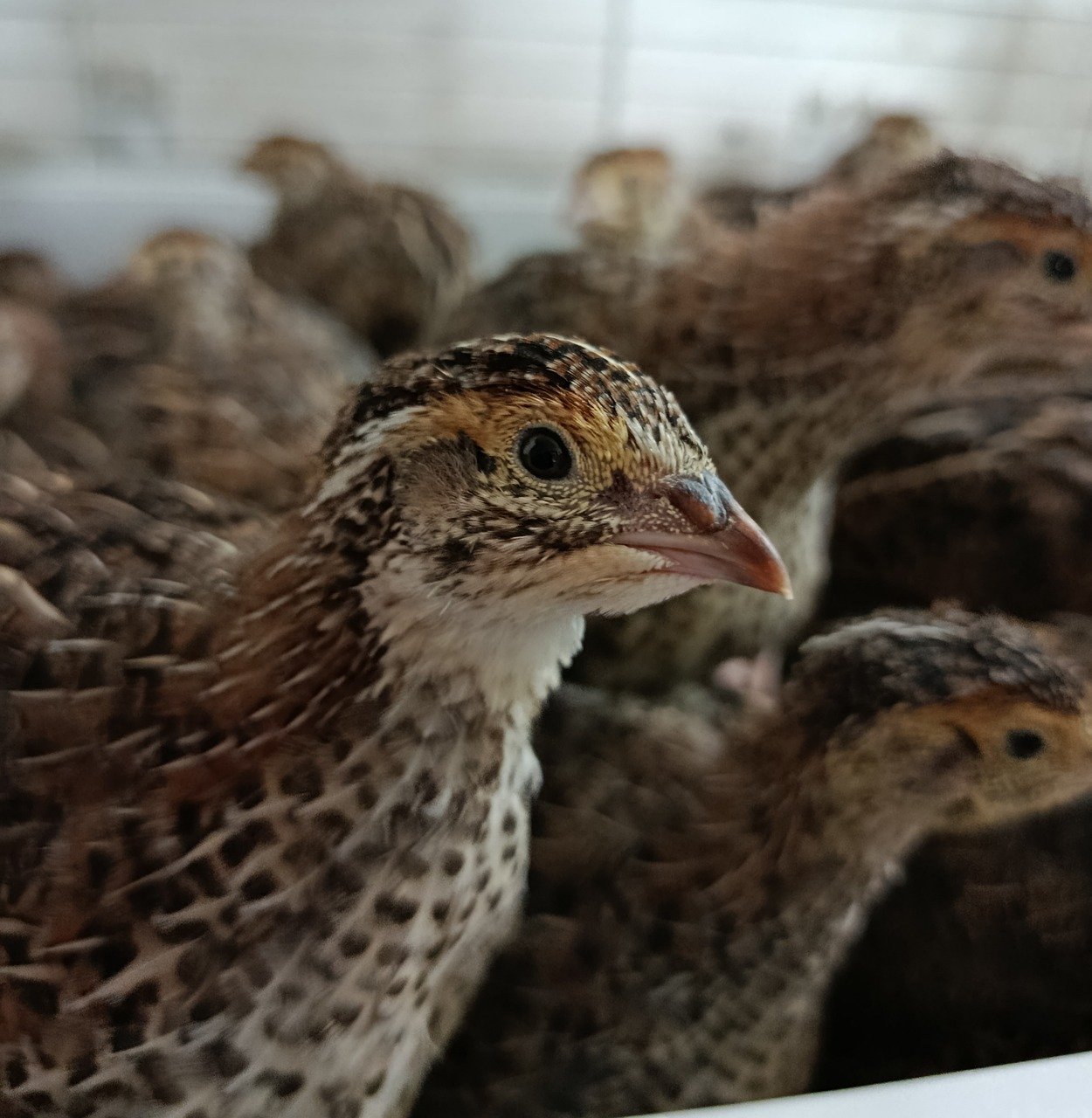 quail, nature, bird, products