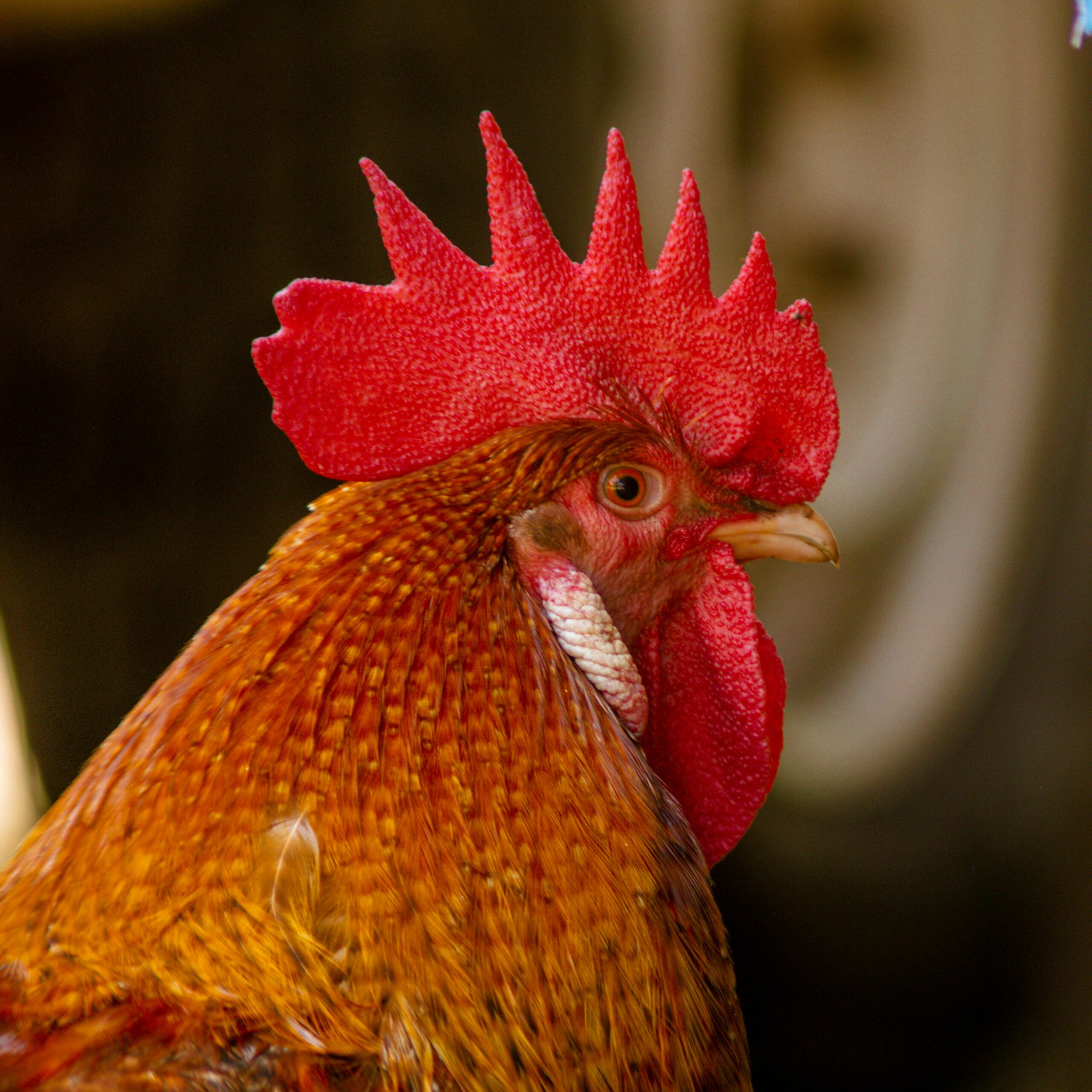 A detailed close-up of a Rhode Island Red rooster in Harare, Zimbabwe.