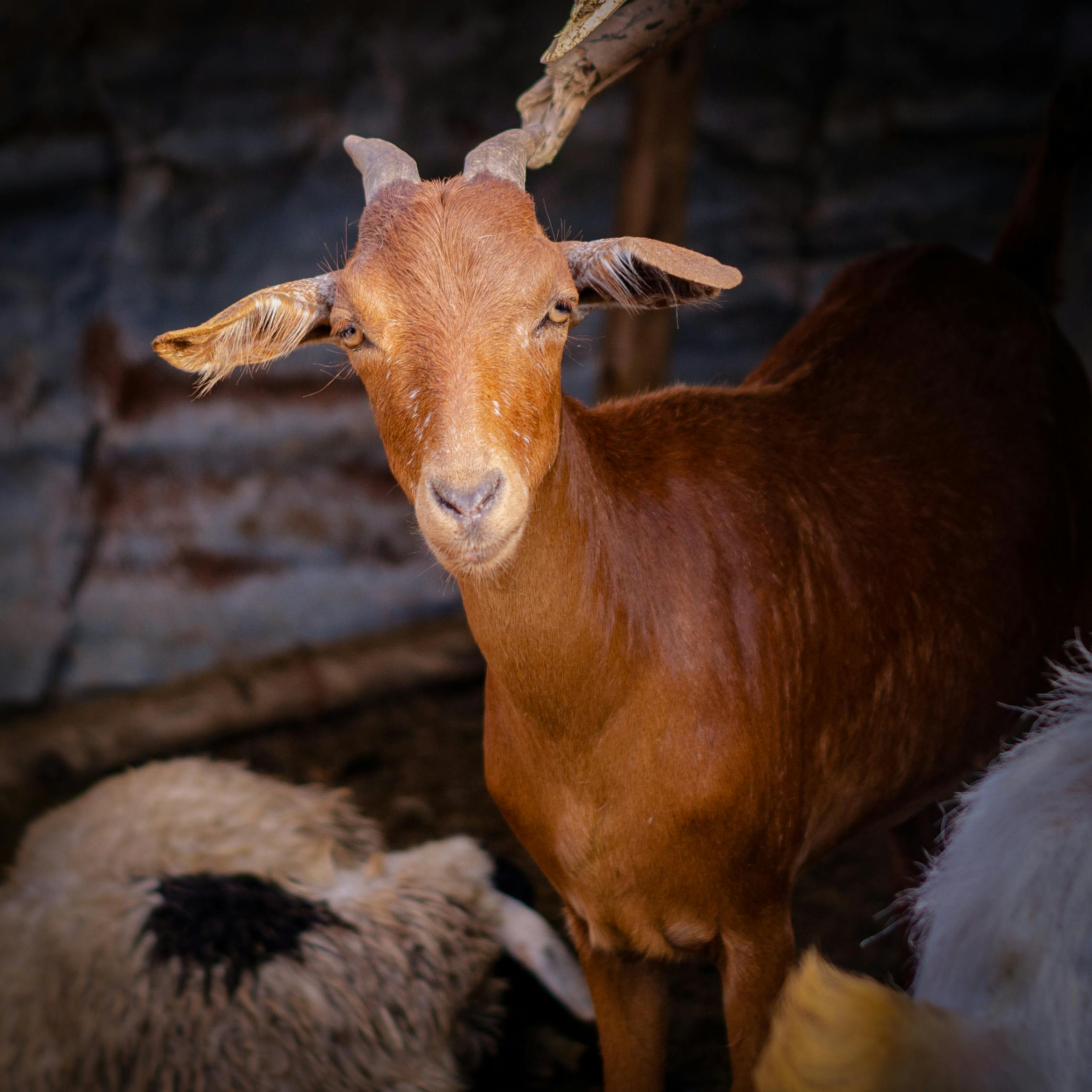 Close-up portrait of a brown goat inside a farm enclosure with soft lighting.