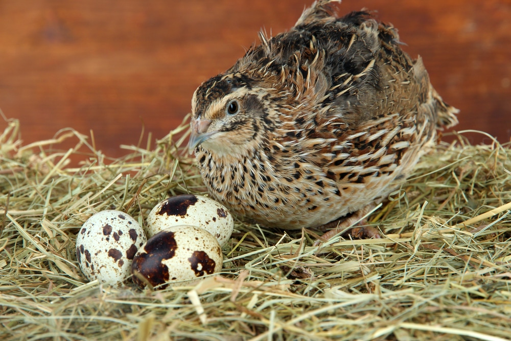 raising quail 5